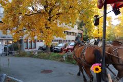 Olmatagt98